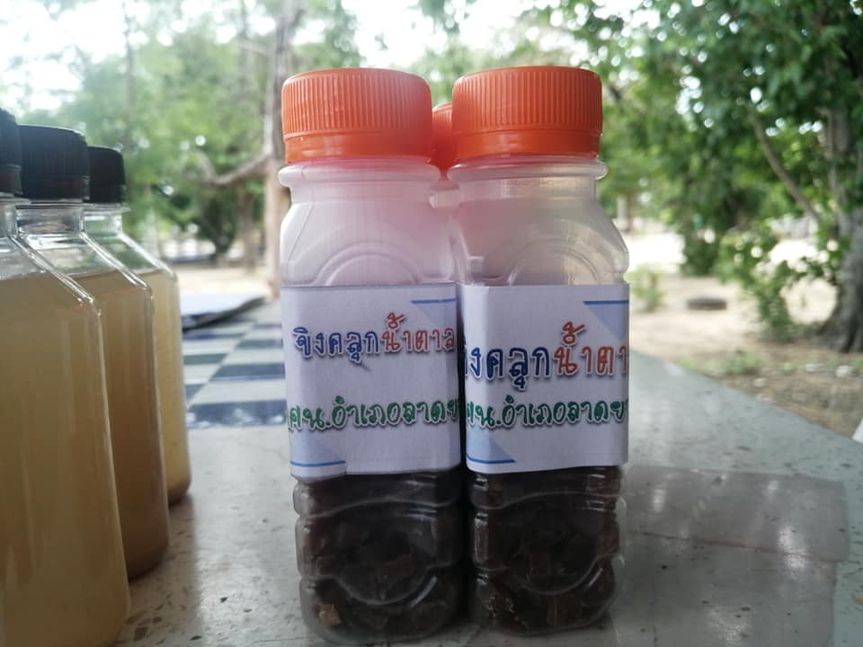 ขิงคลุก