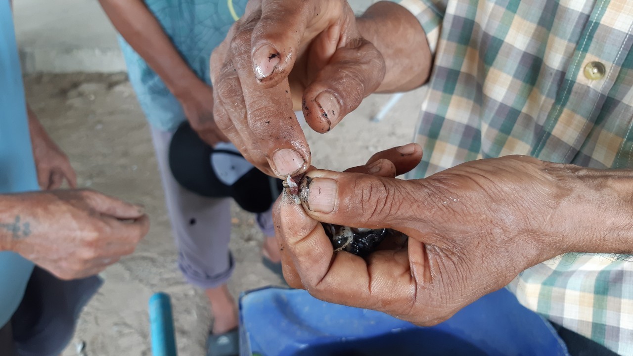 การเลี้ยงหอยเชอรี่ ๒๑๐๖๑๘ 33