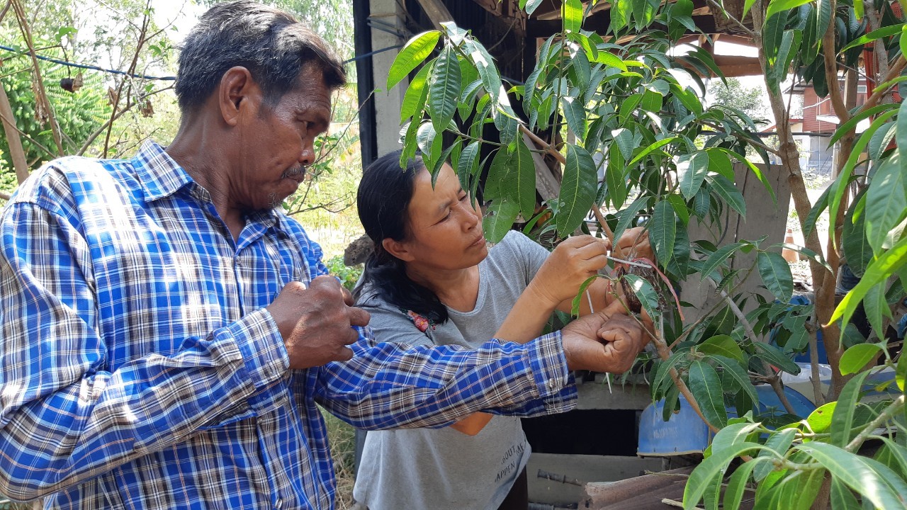 ขยายพันธุ์พืช ๒๑๐๓๒๔ 5
