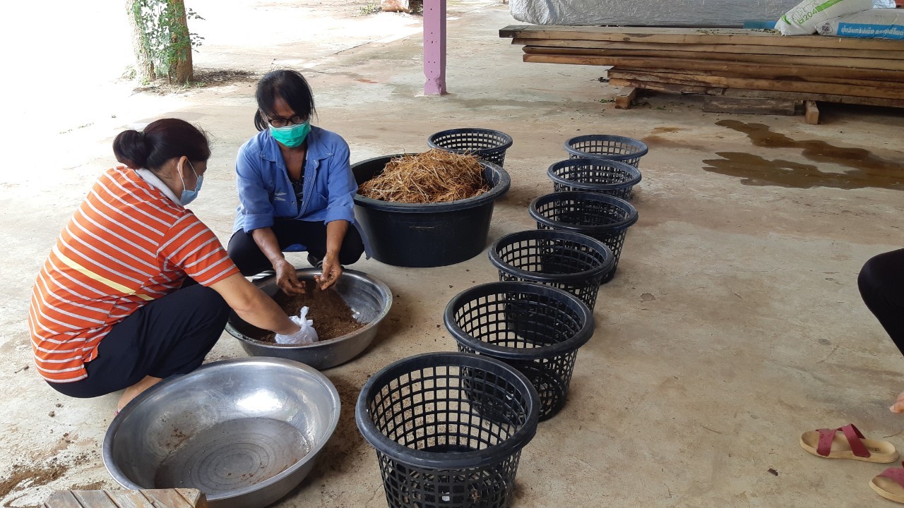 การเพาะเห็ดฟาง ๒๑๐๖๑๘ 40